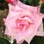 :iconawesomepie13: