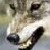 :iconawesomersauce: