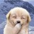 :iconawesomesaucesulstar: