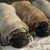 :iconawesomestjosie: