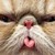 :iconawkward-rose: