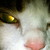 :iconaxt4457: