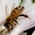 :iconayame--flower:
