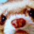 :iconayashimi: