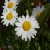 :iconayato05:
