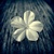 :iconayess:
