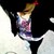 :iconayomeinsolente:
