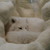 :iconayradragons: