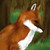 :iconayrlyn: