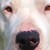 :iconayun-and-her-dog: