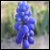 :iconazi-milsoor: