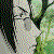 :iconazrael59: