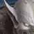:iconazraiel: