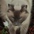 :iconazriellaripley: