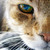 :iconazul97smaug: