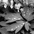 :iconazure-premonitions: