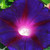 :iconazureroses: