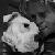 :iconb-animal: