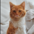 :iconb-corsand: