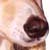 :iconb-dogskennel: