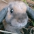 :iconb-ee: