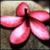 :iconb-fishy: