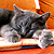 :iconb-i-a: