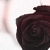 :iconbabalmy: