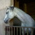 :iconbabaloshi3: