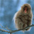 :iconBaBooN4: