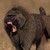 :iconbaboonmerang: