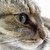 :iconbabou-is-free: