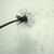 :iconbaby-whale: