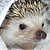 :iconbabybekind: