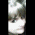 :iconbabybug408: