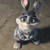 :iconbabybunnymundplz: