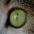 babycatface :iconbabycatface: