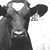 :iconbabycow: