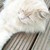 :iconbabykatze123: