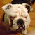 :iconbabylotusflower: