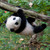 :iconbabypandaloveskiwi: