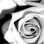 :iconbabyseahawks15: