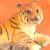 :iconbabytigerplz: