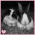 :iconbacardibabe88: