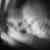:iconbachus99: