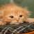:iconbackamber: