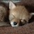 :iconbackgroundchick41: