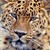 :iconbackscratchcat: