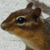 :iconbackyardcritters: