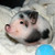 :iconbacon11: